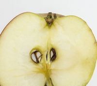 Ildrød Eilstrup æble